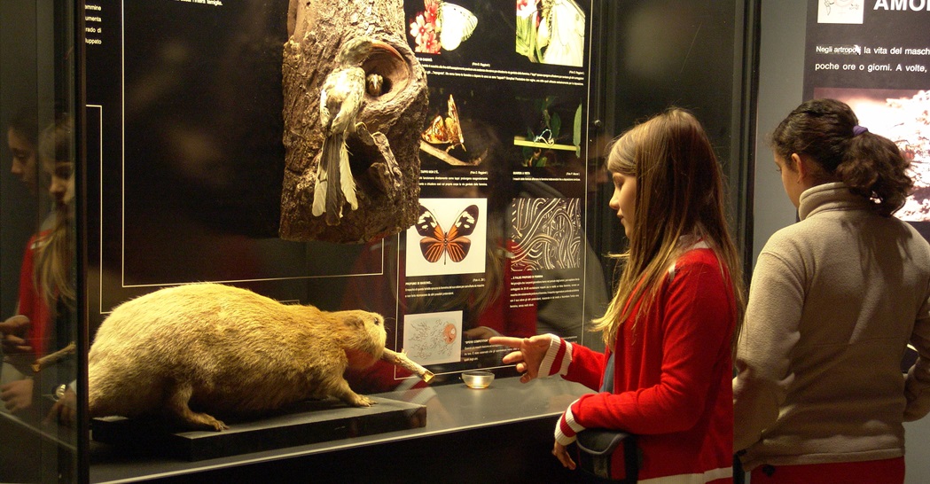 Una sala di “Amori bestiali” nel Museo Civico di Zoologia (foto: Maurizio Di Ianni)