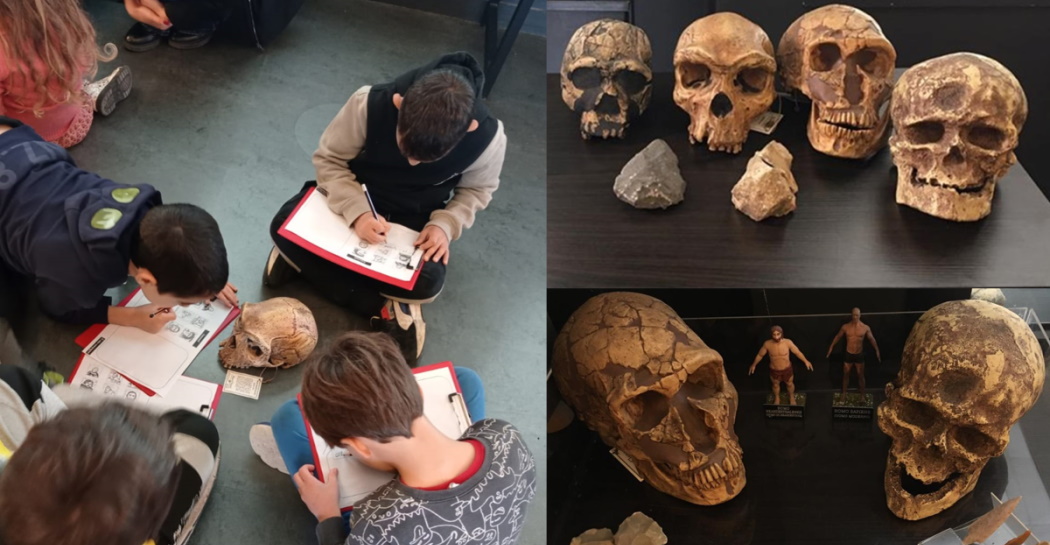 Bambini intenti a classificare alcuni calchi di crani di specie umane e strumenti in pietra presenti nella collezione del Museo di Casal de’ Pazzi