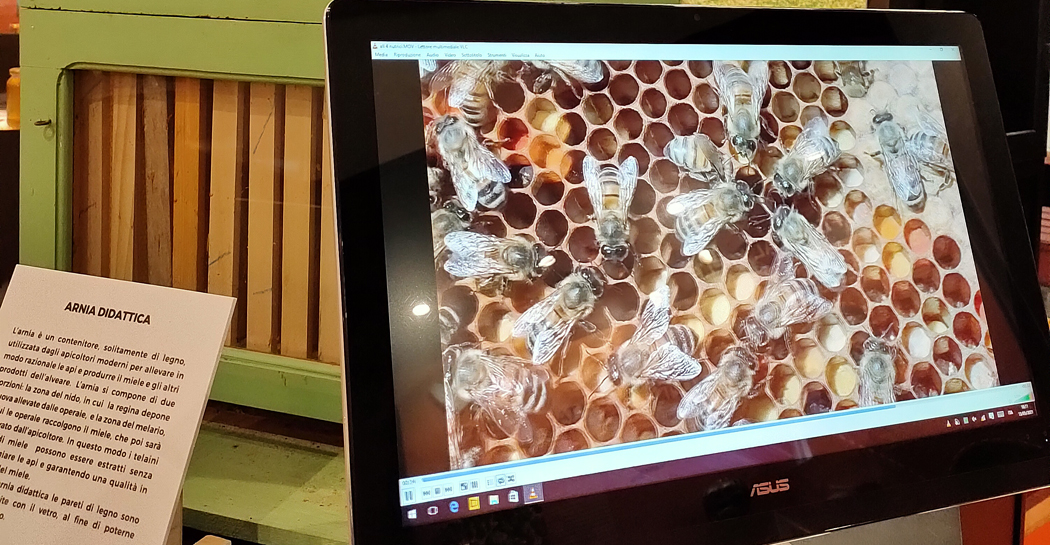 Un arnia didattica in esposizione alla mostra “La via delle api”